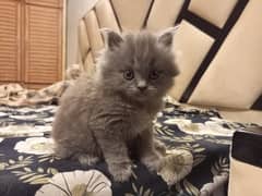 persian cat kittens