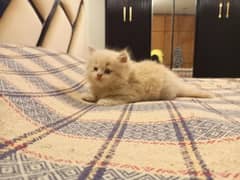 persian cat kittens