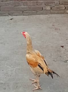 1Male 5  hen aseel  java and Hera crose 2700