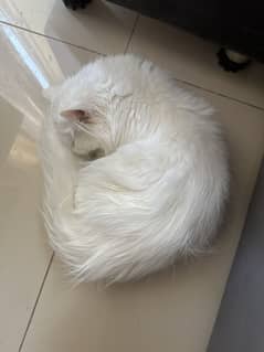 Pure persion cat for adoption only those contect who can takecare it