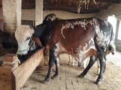 Male cow