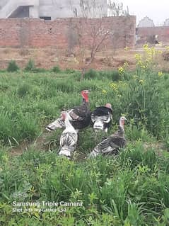 Turkey Birds