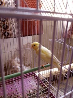 Canary For Sale with Cage