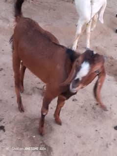 qurbani bakra for sale