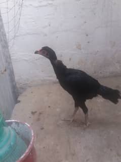 Aseel Krok madi aur 2 pathiyan
