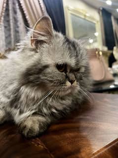 persian cat and kitten