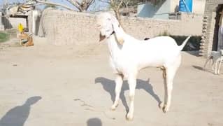Qurbani Lagne Wala Desi Bakra For Sale, call me03185729839)