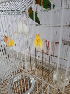 lovebird lutino 3 pair