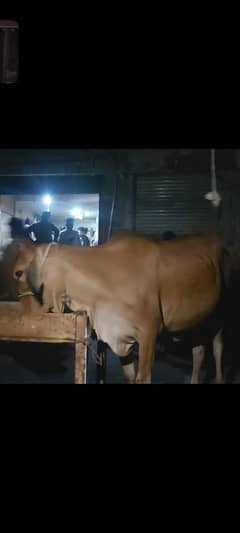 Qurbani