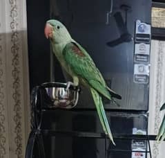 Raw parrot fully friendly