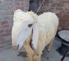 Beautiful sheep