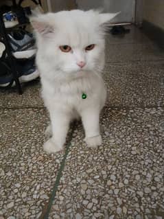 2 fur Persian cat