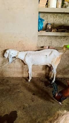 dood wali bakri