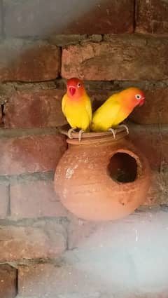 Lovebird 1 pair