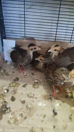 Fancy birds. .  silver. .  green