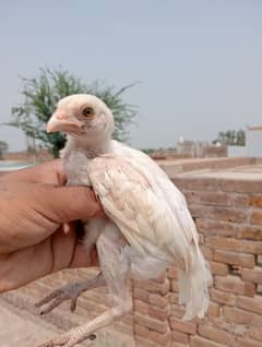 white Aseel