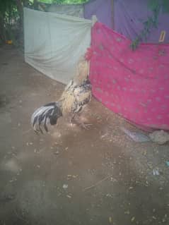 Aseel
