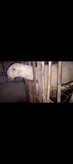 Mundra kakka mondra Chatra sheep for sale heavy weight 03144033157
