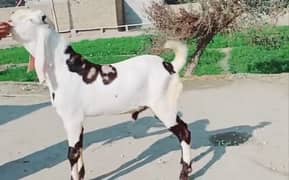 2 dant khassi Bakra Urgent for sale Call,03278290878