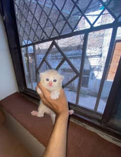 persion cat extra long Cort with blue eyes contact nbr 03325782070