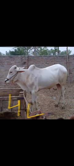 QURBANI