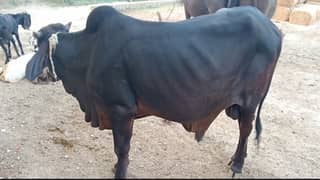 Animal