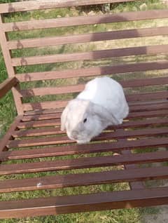 Holland lop rabbit for sale