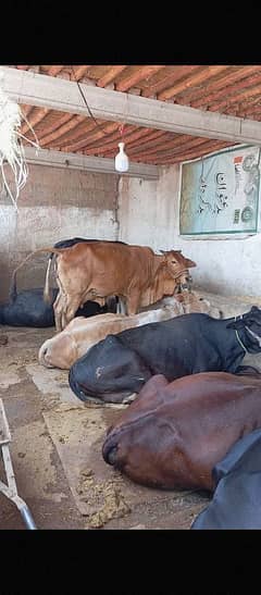 QURBANI K JANWAR