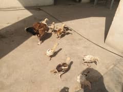 9 Aseel chuzy for sale
