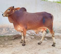 Sahiwal