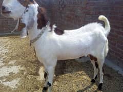 Qurbani ka bakra for sale