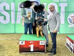 show winner long coat german shepard