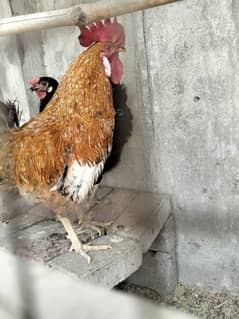 AK murgi or murga for sale