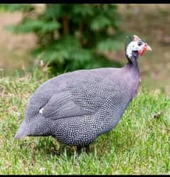 Interested buyer's contact me. .  price 4000/- active Bird 2 female