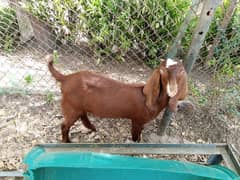 female goat for sale