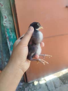 High Quality Aseel Chicks for sale