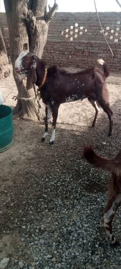 Bakra