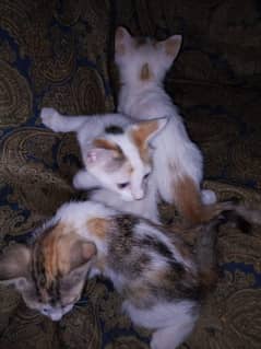 kittens available