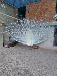 White Peacock Pair Egg Laying