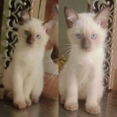 Siamese