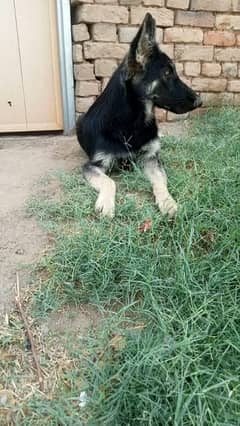 Beautiful German shepherd baby dog #German shepherd #Dog #pet