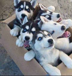 husky