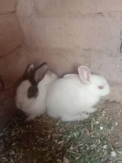 Rabbit babies For sale