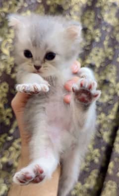 Persian Cat