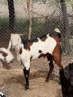 Goat for sell