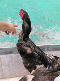 O shamo breeder trio  /Heera 9 chicks