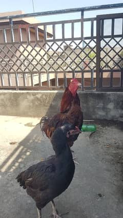 aseel lakha pair gor sale