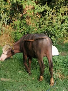 qurbani ka katta for sale