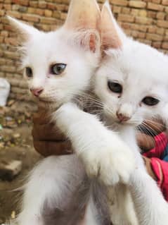 Pair
