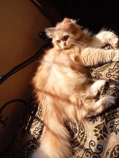 Persian cat for sale